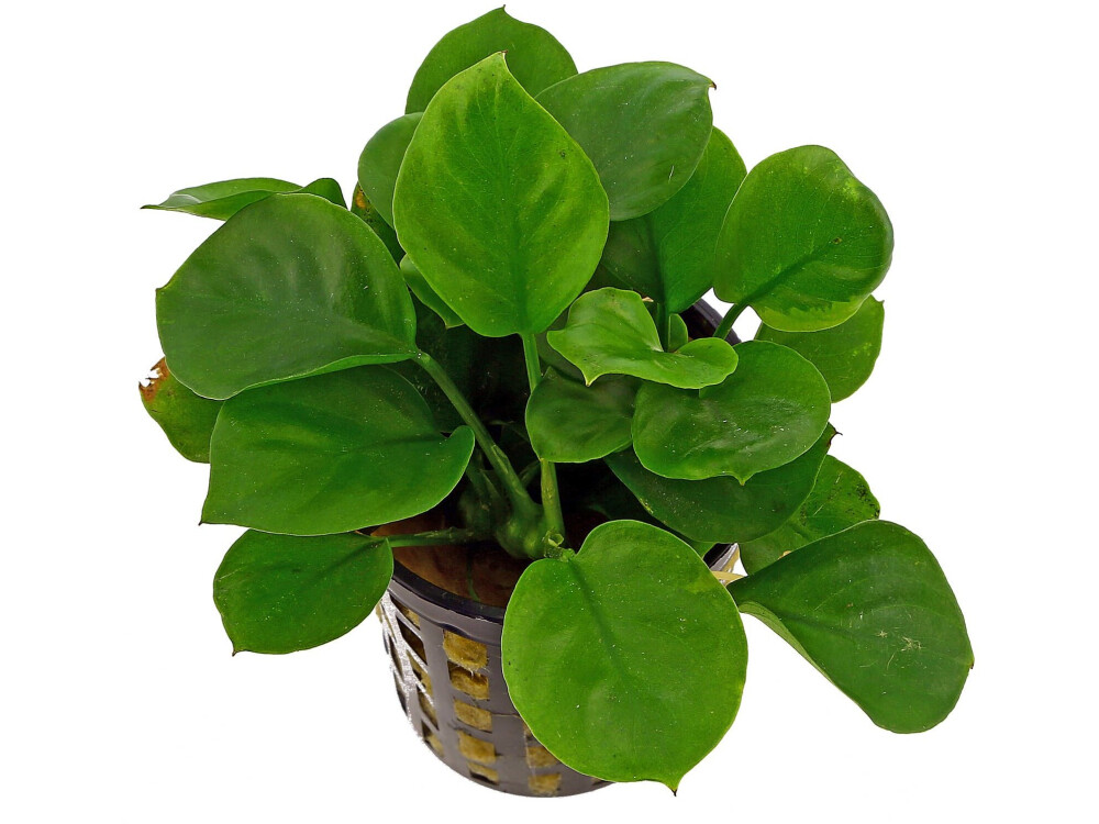 Anubias barteri var. barteri (анубиас бартера, anubias barteri) | Plants