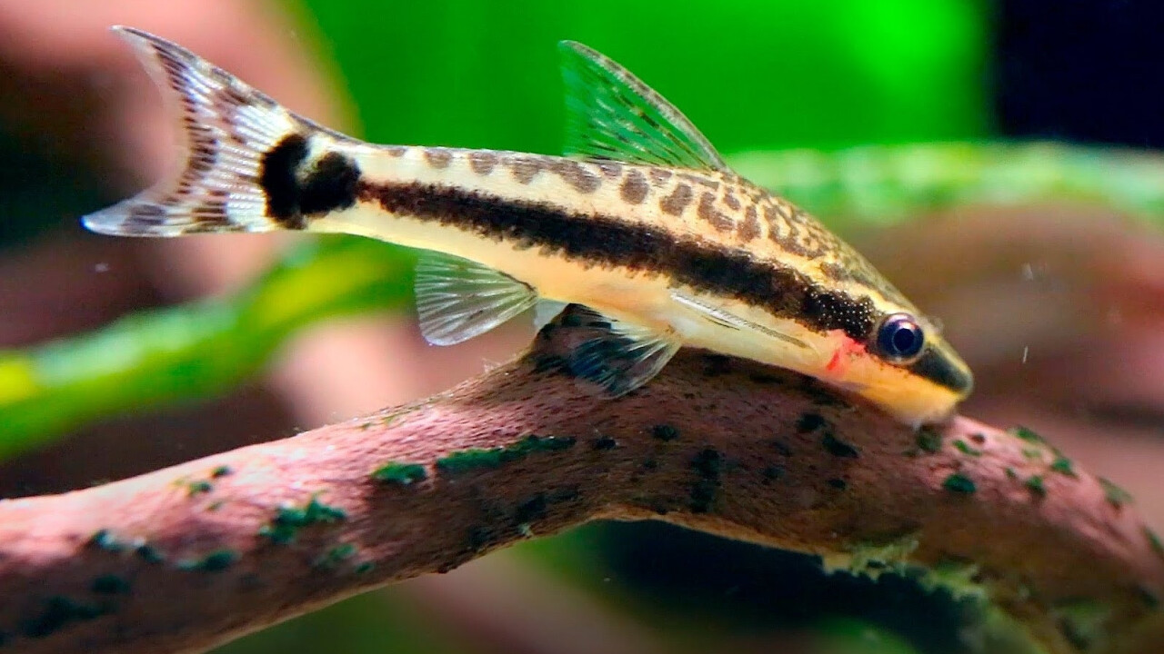 Сом отоцинклюс (Otocinclus macrospilus) | Fishes