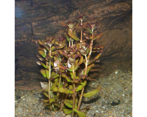  Ammannia senegalensis