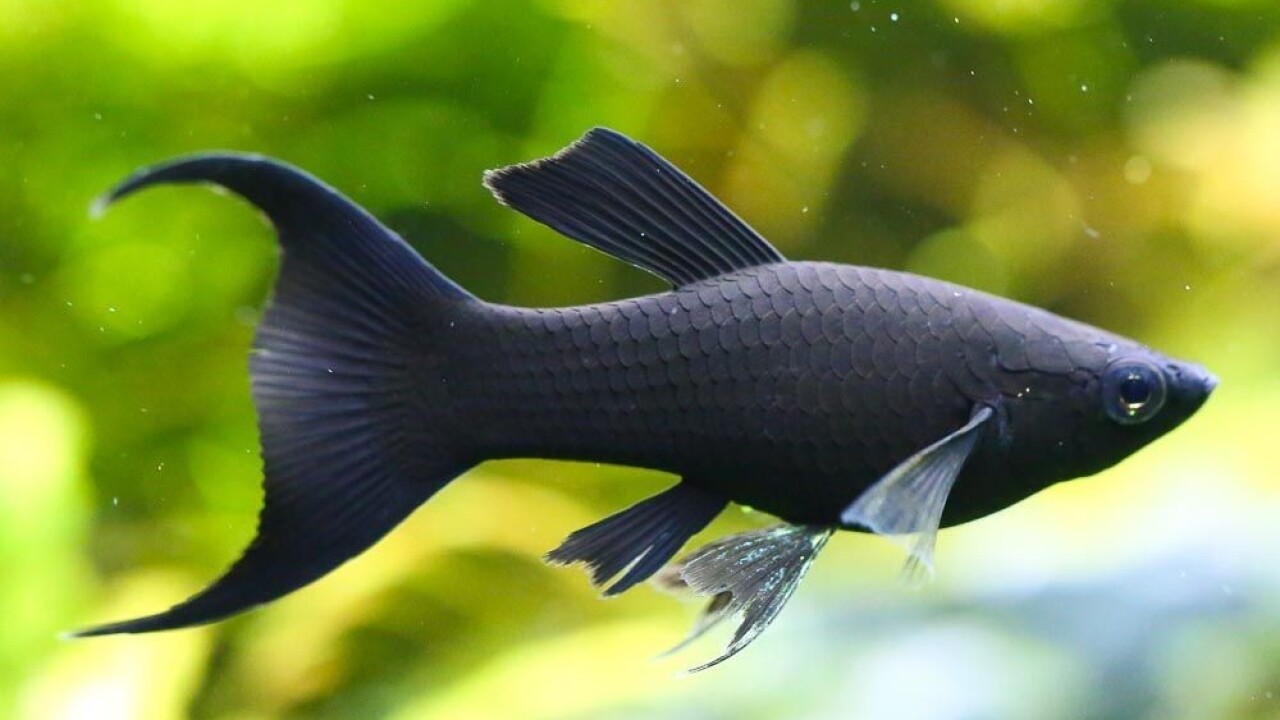 Poecilia sphenops (моллинезия) Fishes