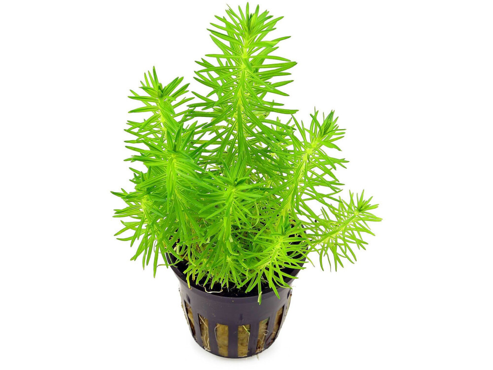 Pogostemon erectus (погостемон эректус) | Plants