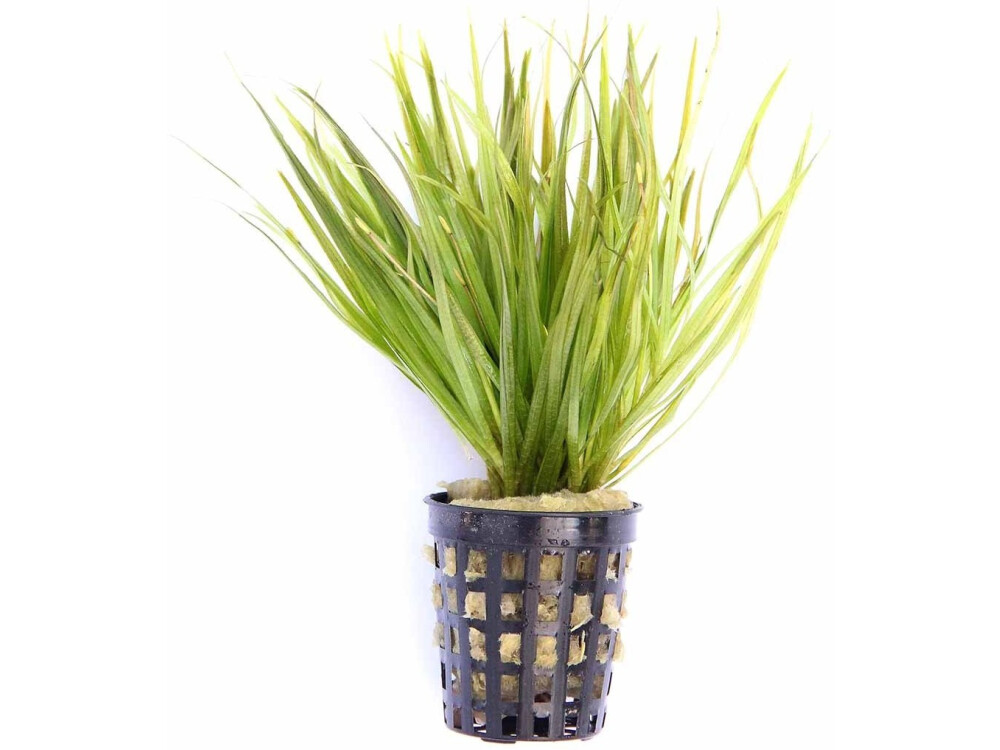 Blyxa japonica (бликса японская) | Plants