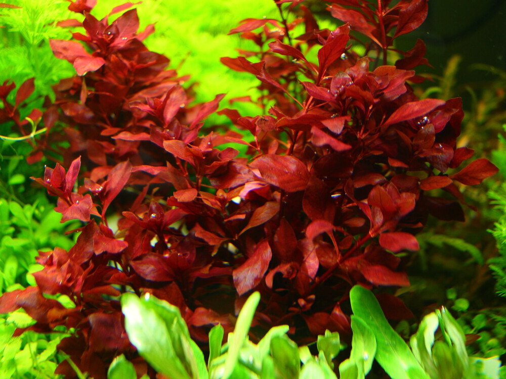 Людвигия супер ред (Ludwigia sp. 'Red') | Plants