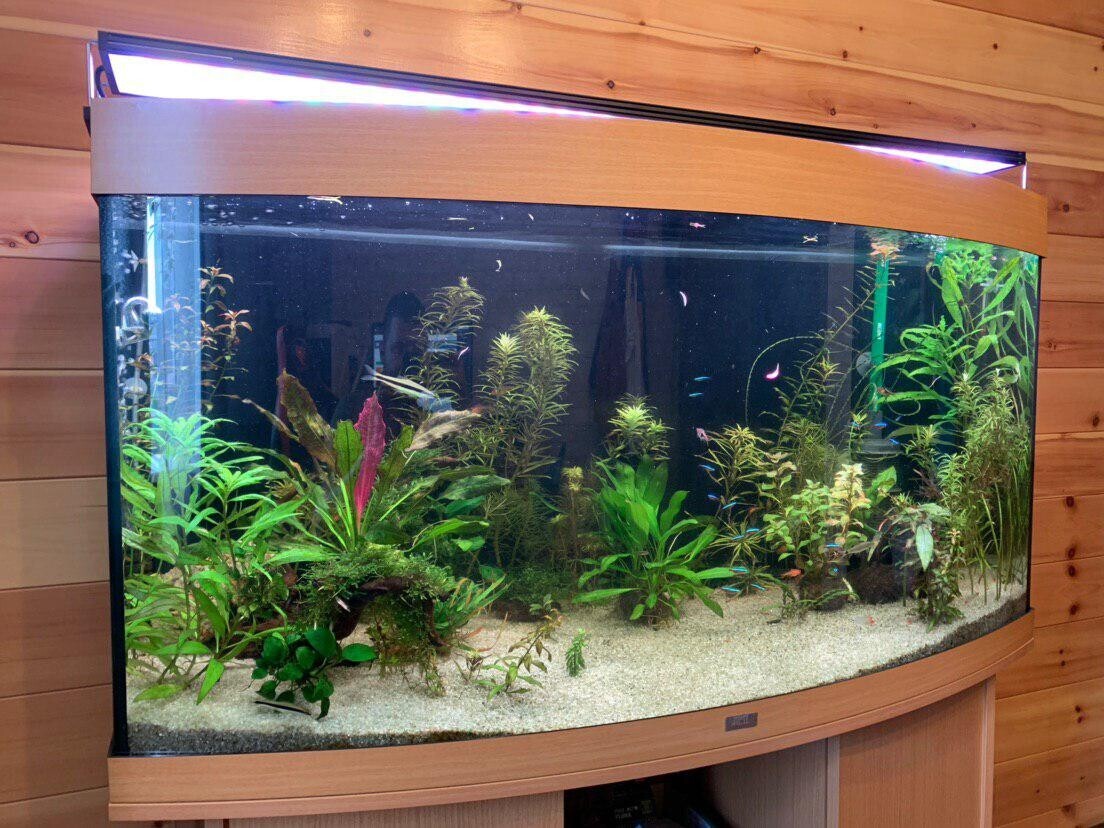 juwel vision 260 fish tank
