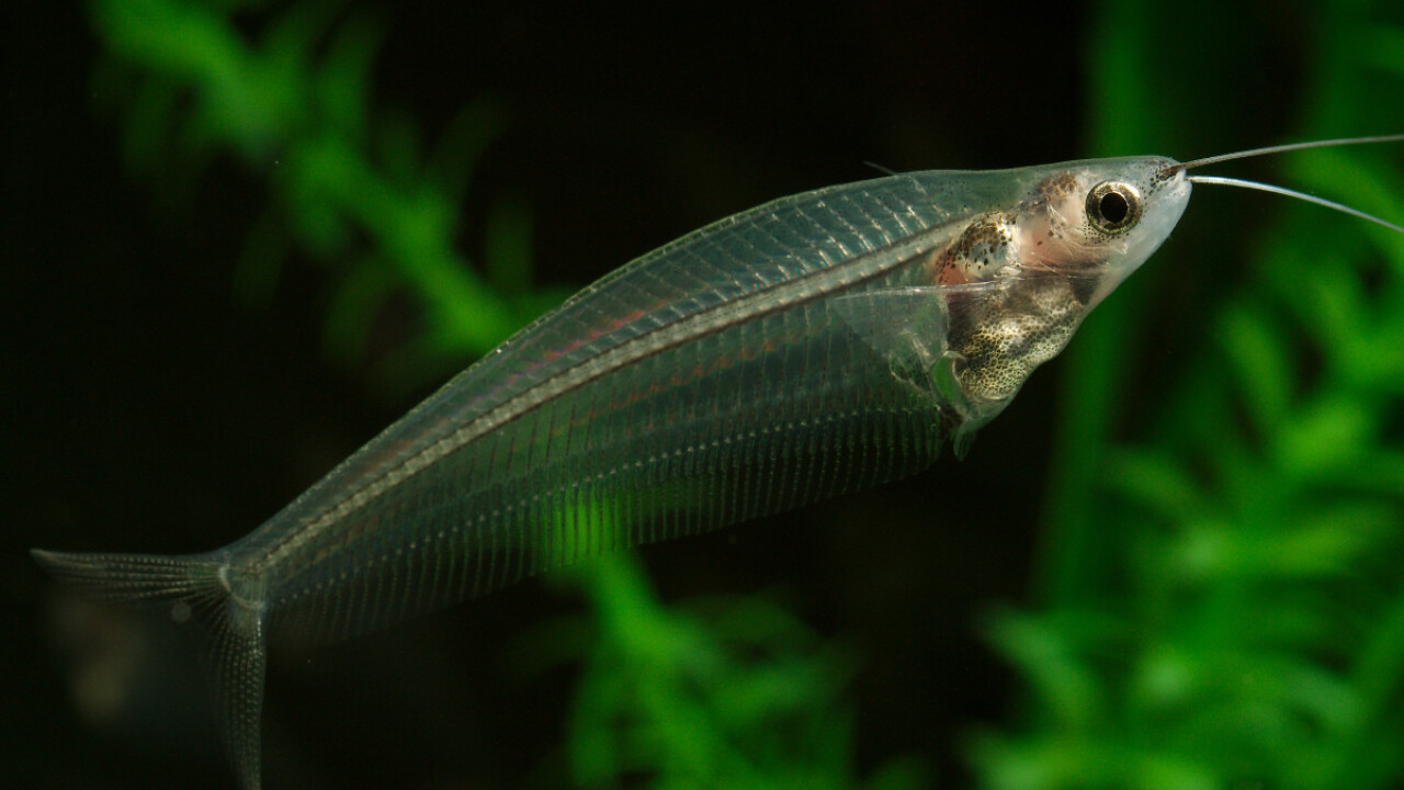 Kryptopterus bicirrhis