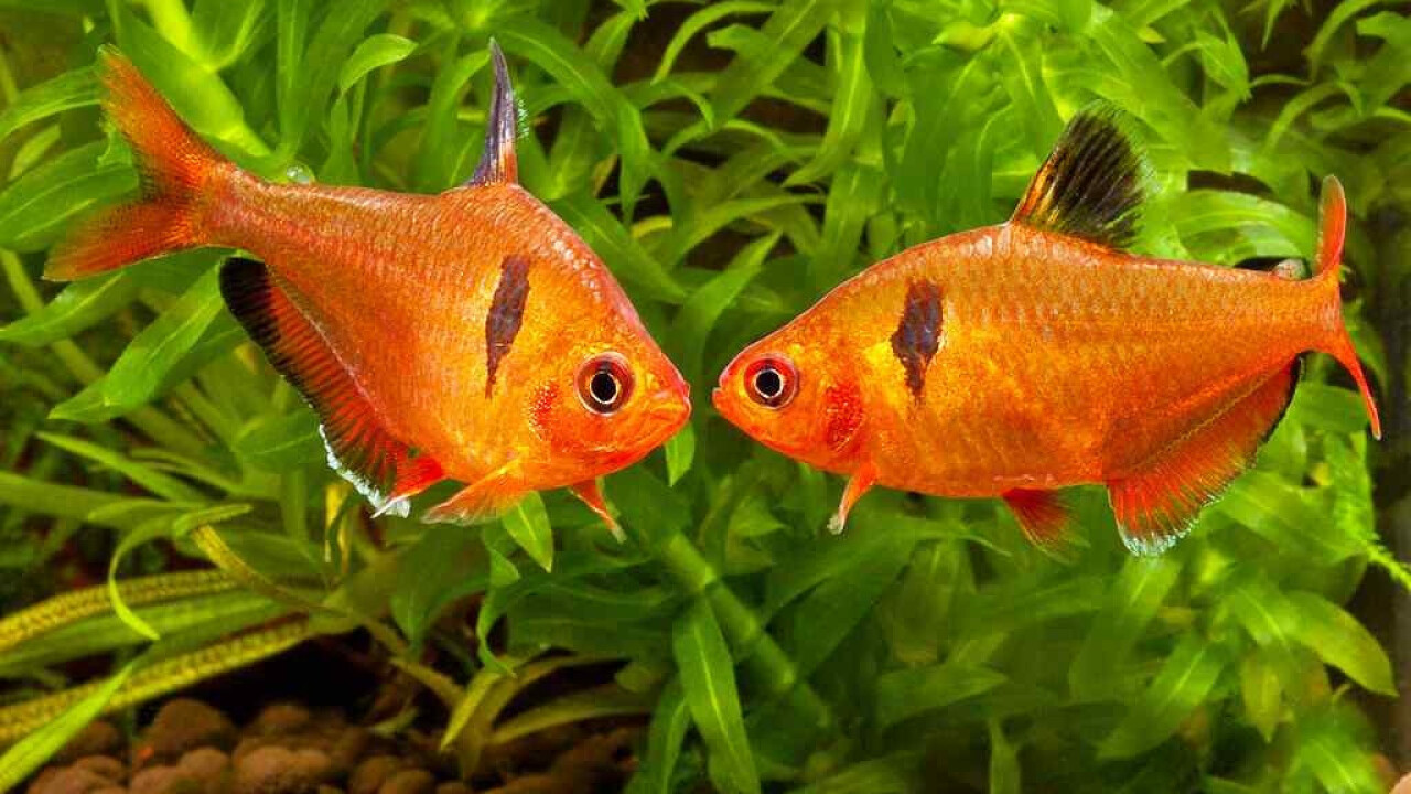 Рыбы аквариумные названия Южный Город